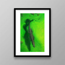 Load image into Gallery viewer, Swamps And Caimans
